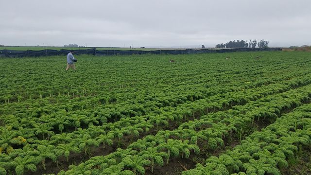 Bucio Organic Farm image 1