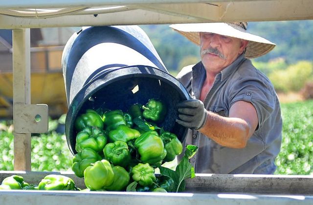 Fiorio Farms image 2