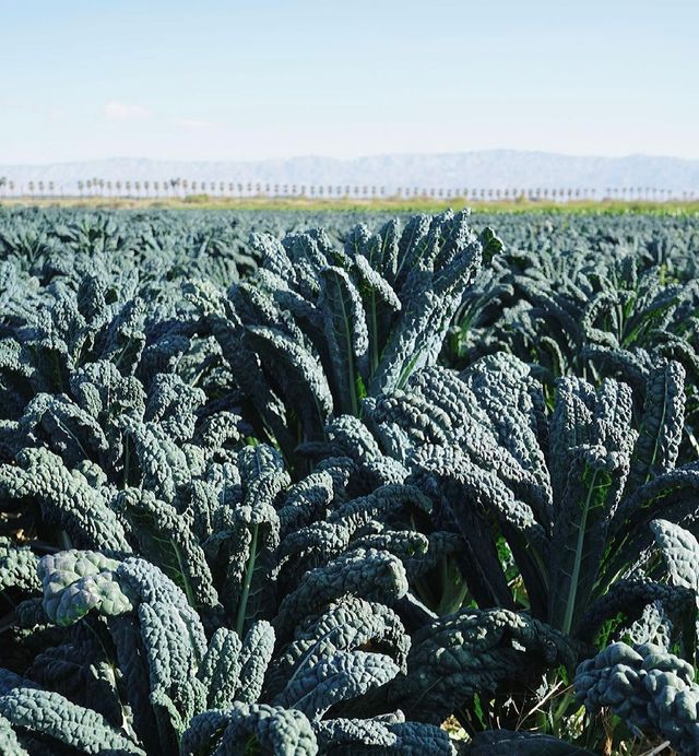 County Line Harvest image 2