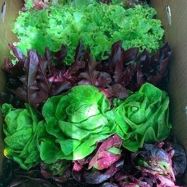 Comanche Creek Farm image 4