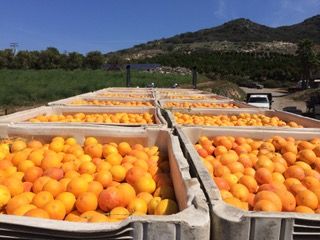 Stehly Farms Organics image 1