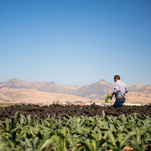 Spinaca Farms image 4