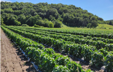 Organic Valley (CROPP) image 2