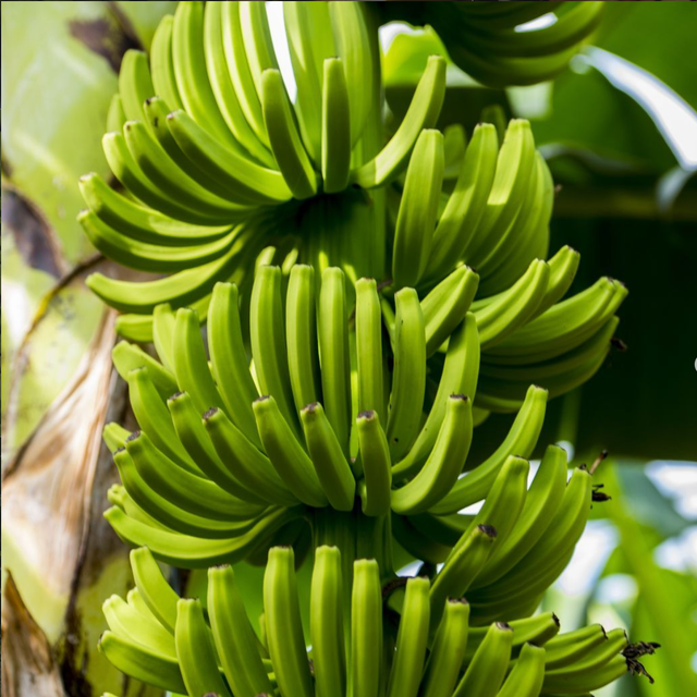 GROW Organics image 13