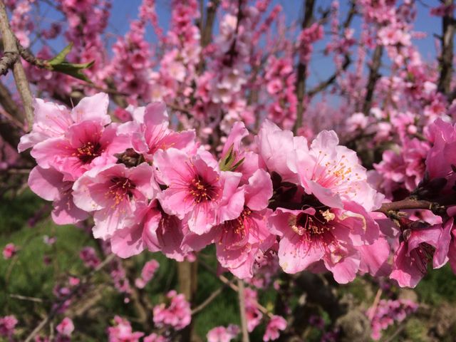 Blossom Bluff Orchards image 10