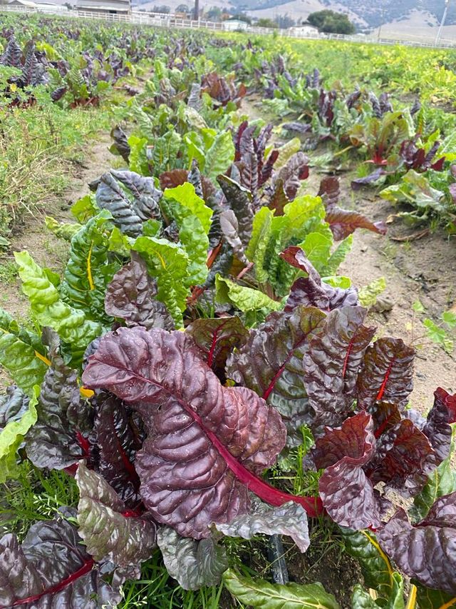 Bucio Organic Farm image 8