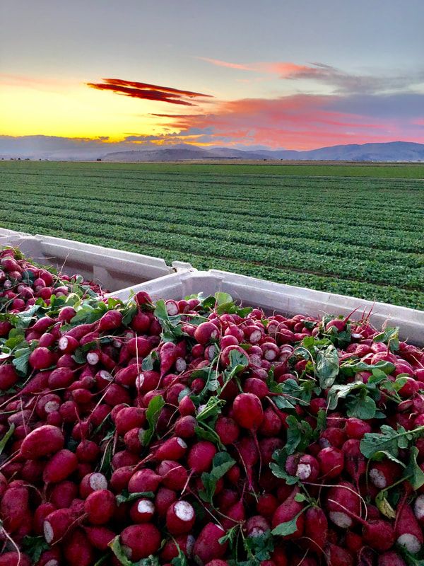 Cal Farms, Inc. image 2