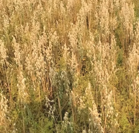 Stonehenge Organics image 3