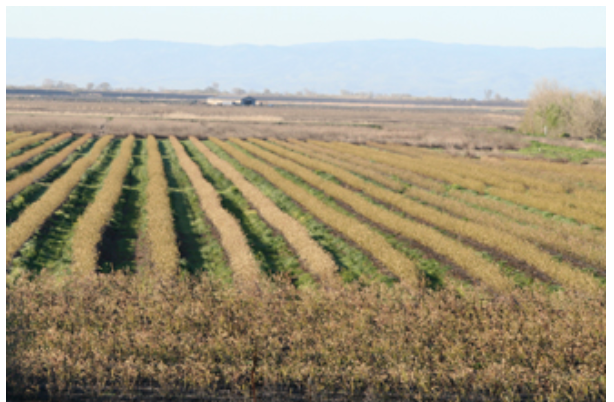Delta Blueberries image 1
