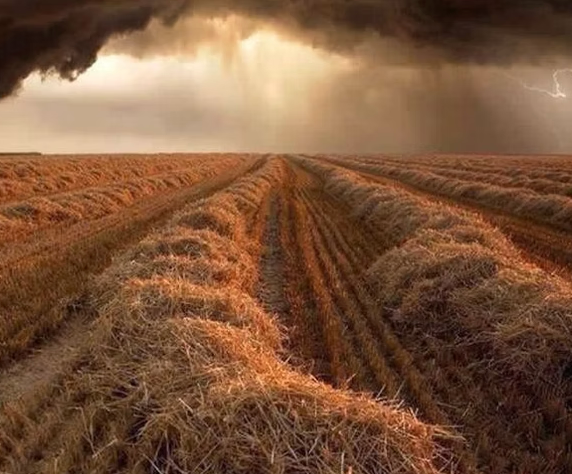 Stonehenge Organics image 7