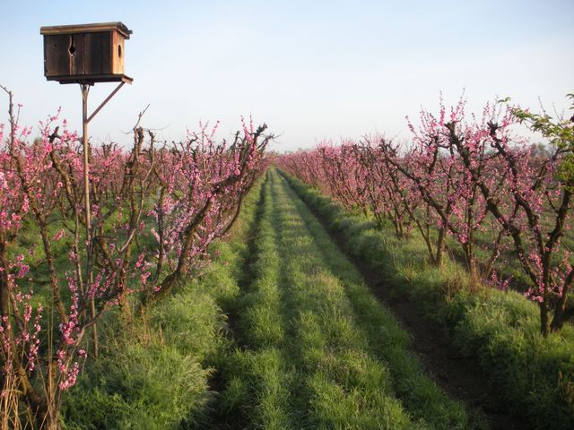 Blossom Bluff Orchards image 3