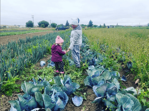 Narci Organic Farm image 2
