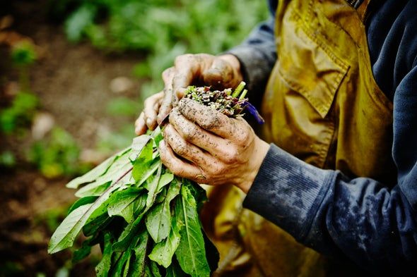 Brodasi Inc. DBA Dosner Organic Farms image 3
