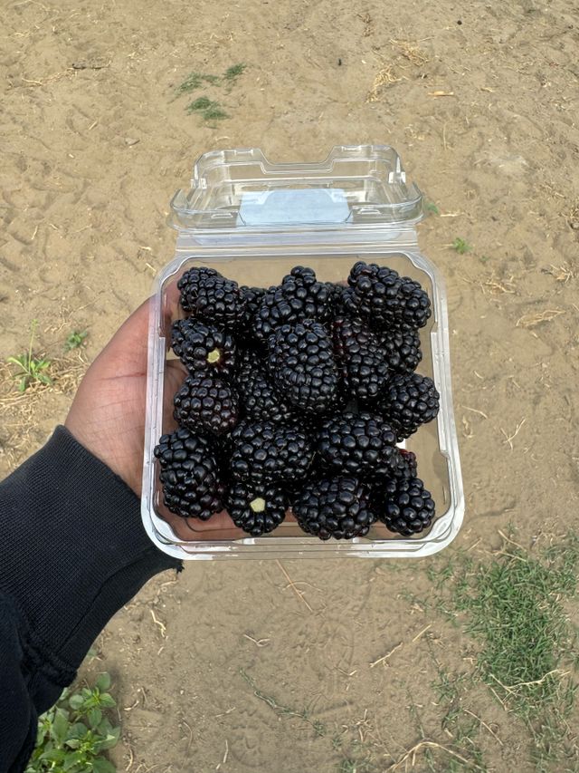 Mimis Organic Farms image 2