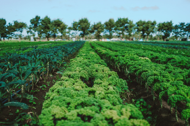 Coyo Organico image 2