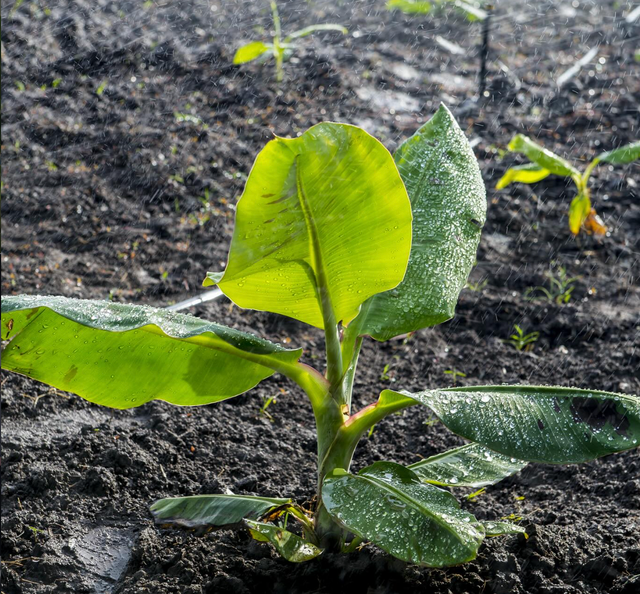 GROW Organics image 5