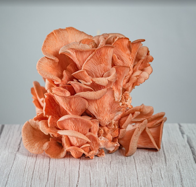 Sumano's Organic Mushrooms image 4