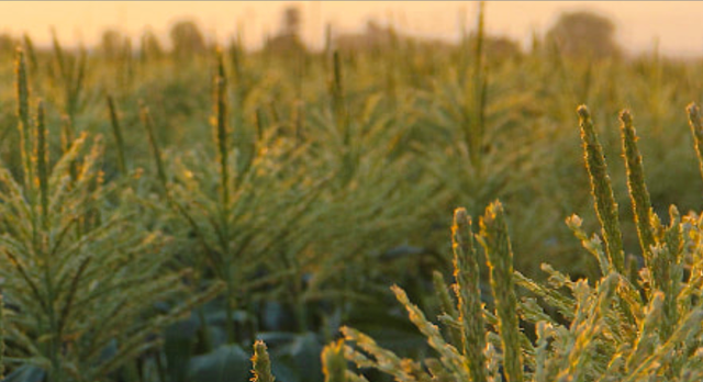 Simoni & Massoni Farms image 3