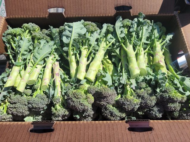 Narci Organic Farm image 8
