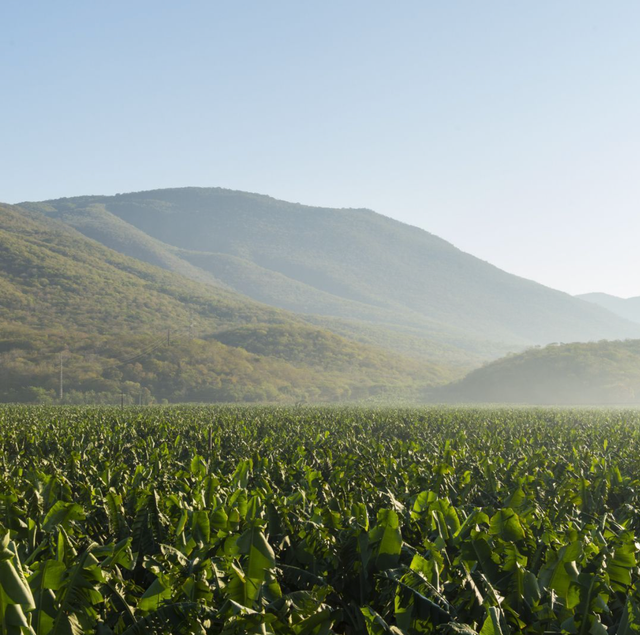 GROW Organics image 11