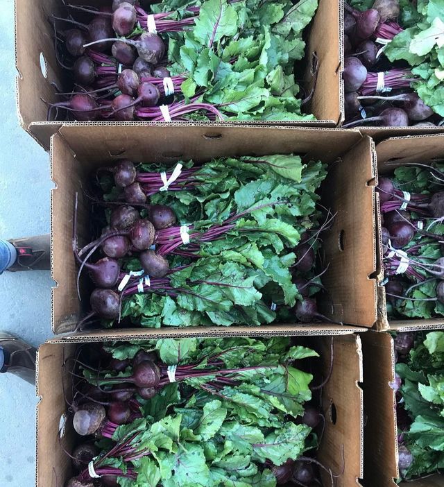 Terra Firma Farm image 2