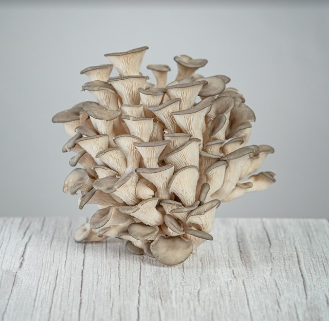 Sumano's Organic Mushrooms image 2