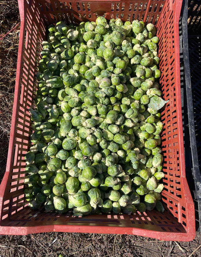 JSM Organics image 5