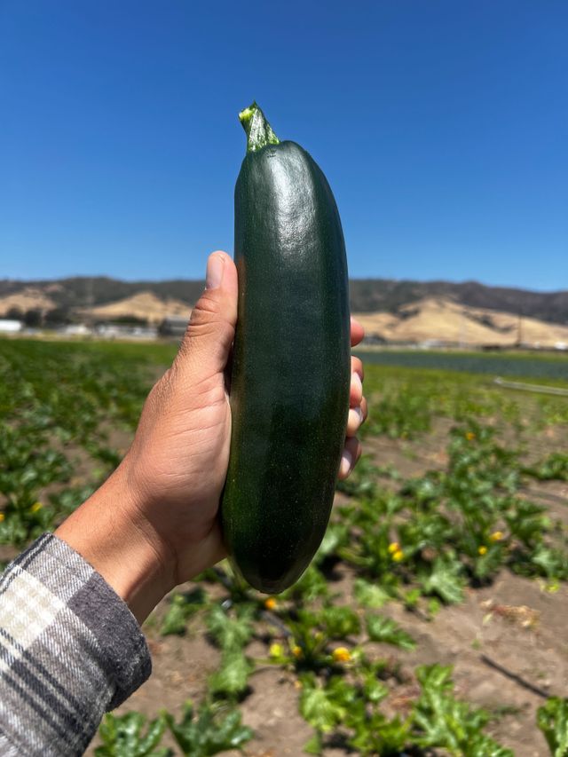 Bucio Organic Farm image 5