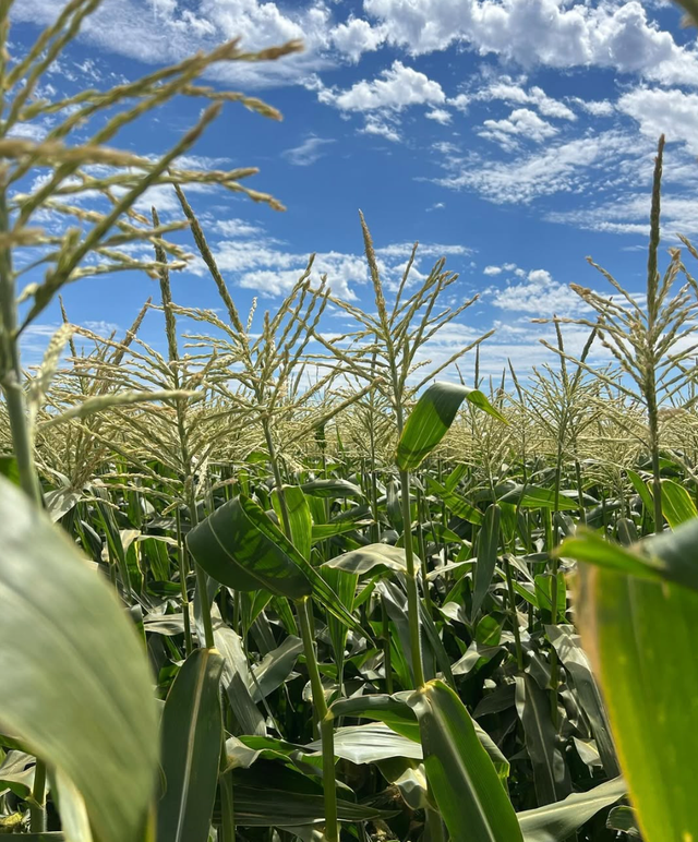 Dwelley Farms image 16