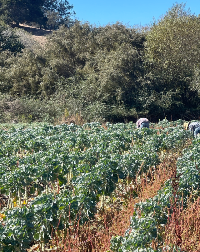 JSM Organics image 4