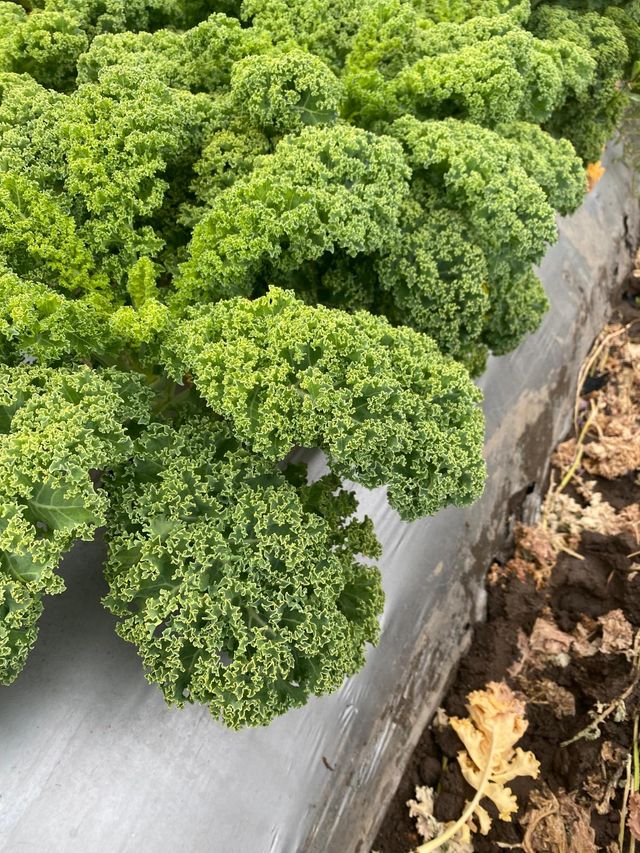 Bucio Organic Farm image 9