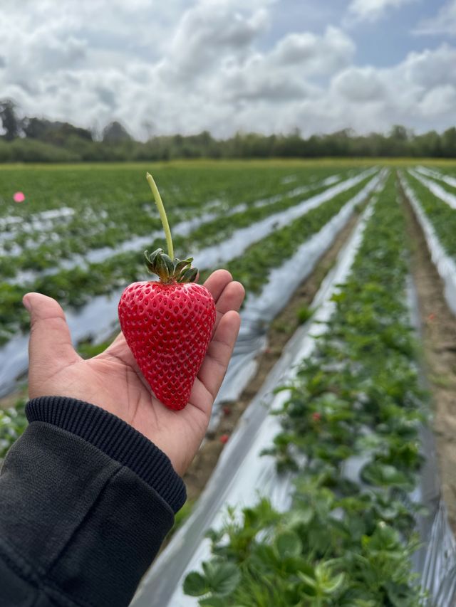 Mimis Organic Farms image 6