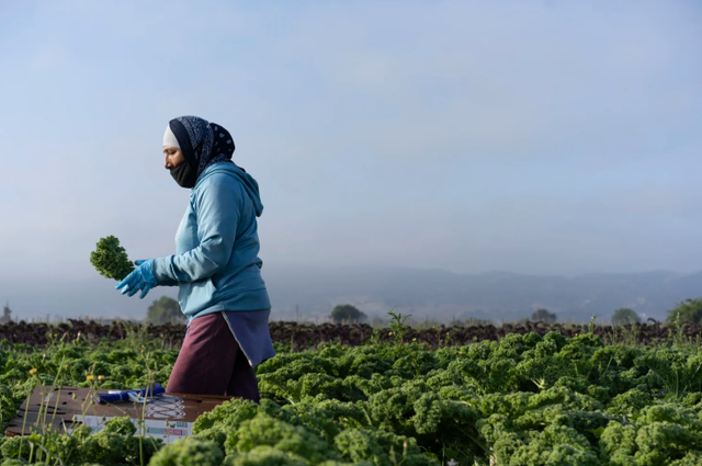 Coyo Organico image 3