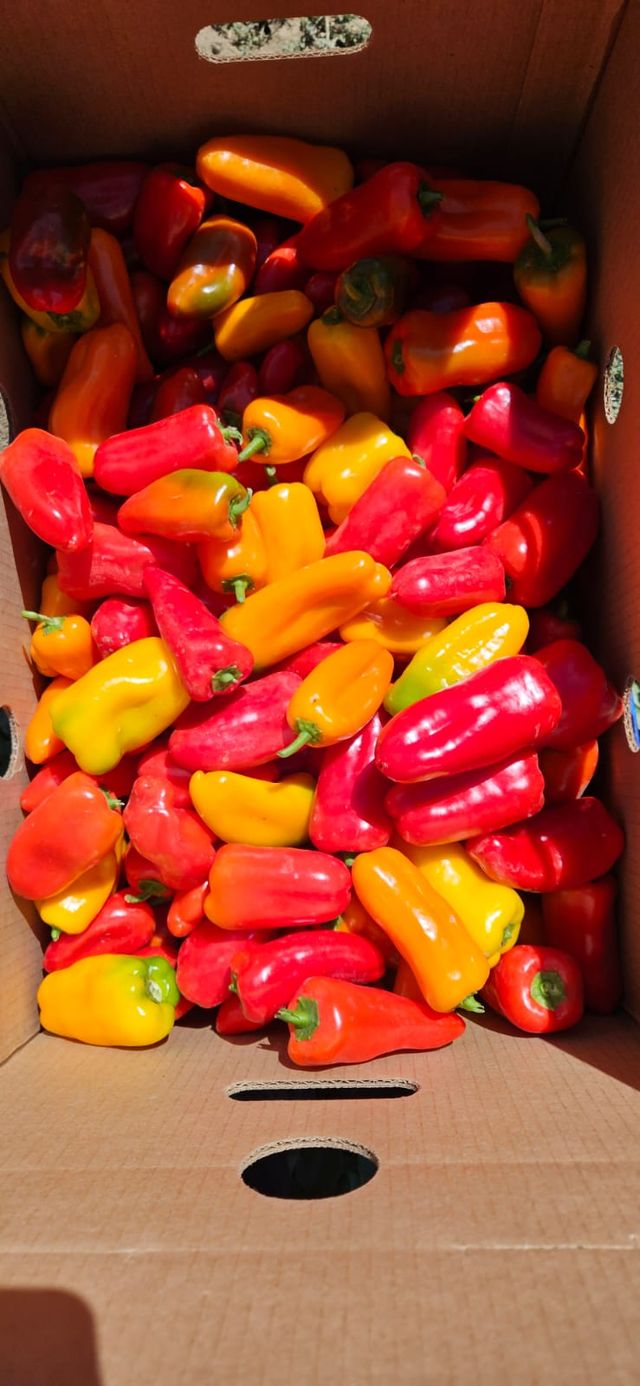 Narci Organic Farm image 11