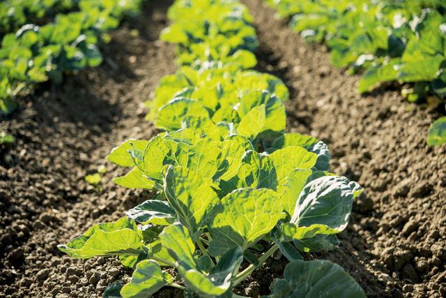 Spinaca Farms image 1