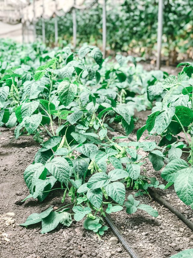 Hikari Farms image 6