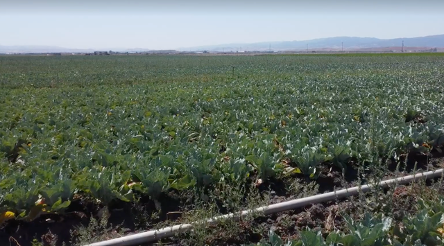 JAS Family Farms Organics image 26