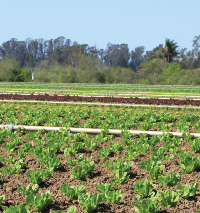 Lakeside Organic Gardens image 3