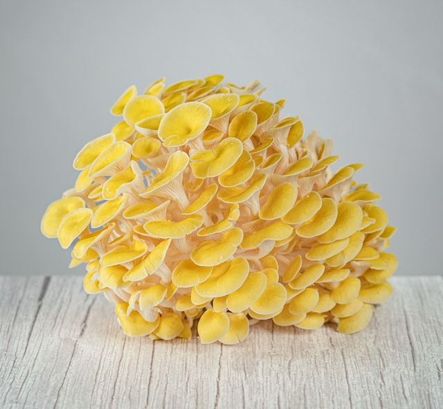Sumano's Organic Mushrooms image 6