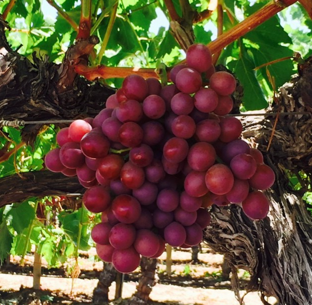 Molly's Grapes & Citrus image 9