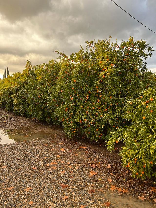 Galpin Family Farm image 4