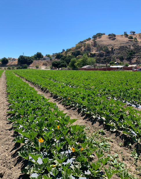 JAS Family Farms Organics image 4