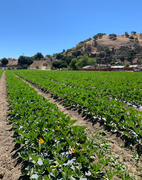 JAS Family Farms Organics image 1