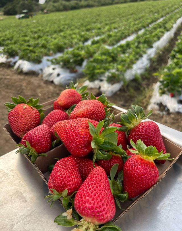 Mimis Organic Farms image 3