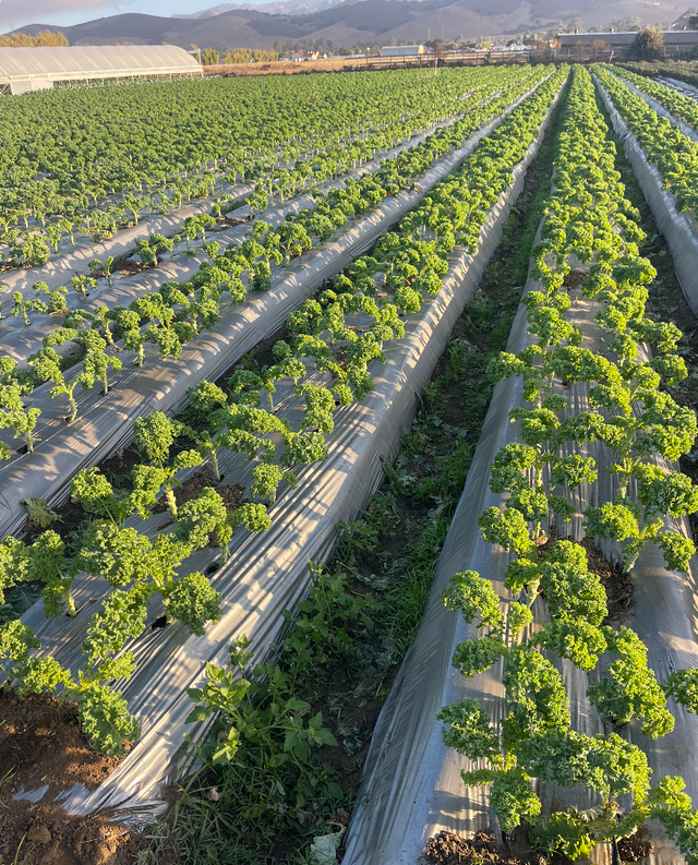 JSM Organics image 7