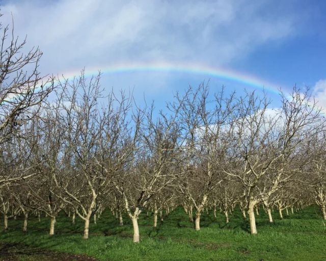 Sierra Orchards image 1